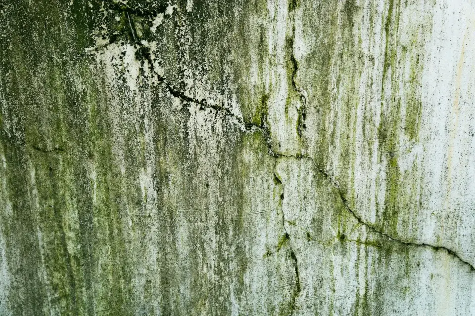 The Apex Heritage Story: Protecting Marble Falls Homes from Mold